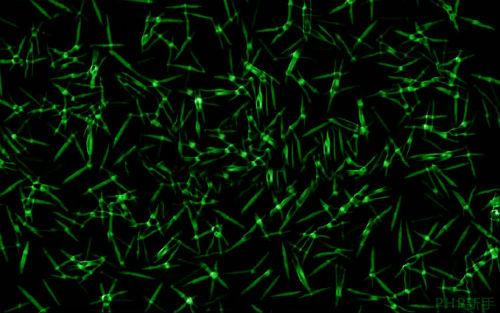 玩笑成真：科学家证实白痴确实可以传染 