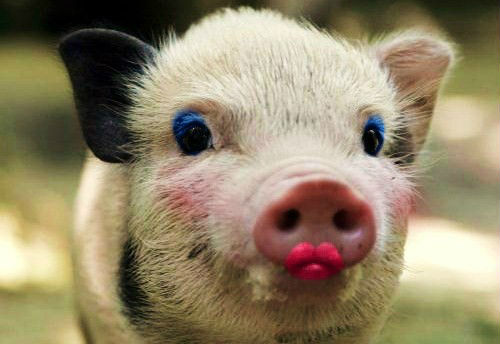 猪张嘴照片图片